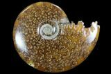 Polished, Agatized Ammonite (Cleoniceras) - Madagascar #97256-1
